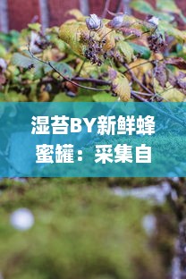 湿苔BY新鲜蜂蜜罐：采集自大自然的甘甜，融合绿色生态与健康美味的完美选择