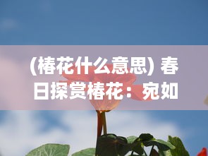 (椿花什么意思) 春日探赏椿花：宛如红烛点点，描绘出生命的讴歌与繁华盛景