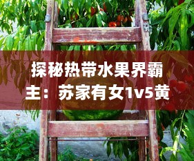 探秘热带水果界霸主：苏家有女1v5黄心火龙果，带你领略独特魅力