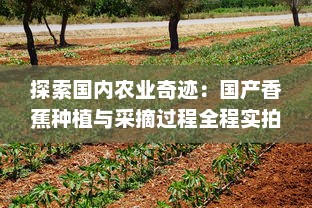 探索国内农业奇迹：国产香蕉种植与采摘过程全程实拍视频在线观看 v7.8.3下载