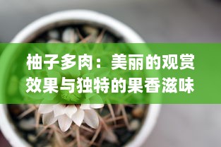 柚子多肉：美丽的观赏效果与独特的果香滋味的完美结合 v6.7.6下载