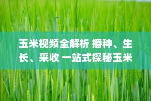 玉米视频全解析 播种、生长、采收 一站式探秘玉米的奇妙旅程，带你领略农业的魅力 v5.5.6下载