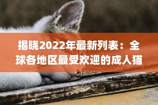 揭晓2022年最新列表：全球各地区最受欢迎的成人猫咪网名一览 v2.2.4下载