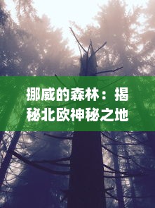 挪威的森林：揭秘北欧神秘之地，现场直击视频令人惊叹的一段片段