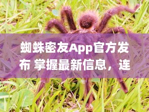 蜘蛛密友App官方发布 掌握最新信息，连接蜘蛛侠粉丝社区  ， 你的超级英雄资讯库