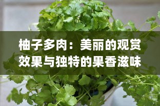 柚子多肉：美丽的观赏效果与独特的果香滋味的完美结合 v1.2.5下载