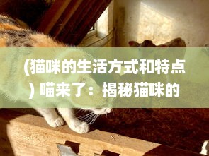 (猫咪的生活方式和特点) 喵来了：揭秘猫咪的生活习性和如何与人类建立深厚的友谊