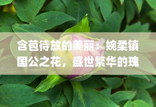 含苞待放的美丽：婉柔镇国公之花，盛世繁华的瑰丽象征 v8.1.2下载