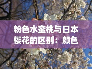 粉色水蜜桃与日本樱花的区别：颜色、形状、生长环境和文化象征解析