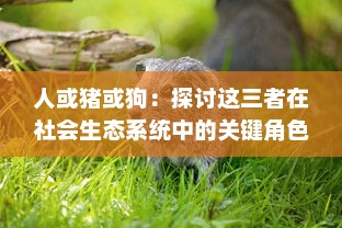 人或猪或狗：探讨这三者在社会生态系统中的关键角色与相互关系的深入研究