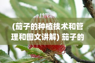 (茄子的种植技术和管理和图文讲解) 茄子的种植与烹饪：从土壤选择到丰富的家常菜谱