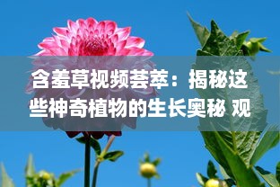 含羞草视频荟萃：揭秘这些神奇植物的生长奥秘 观察与记录，见证含羞草独特的自我保护机制