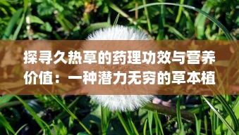 探寻久热草的药理功效与营养价值：一种潜力无穷的草本植物资源