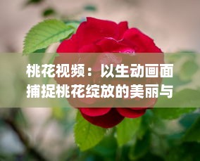 桃花视频：以生动画面捕捉桃花绽放的美丽与韵味，为您带来视觉与感觉的双重享受