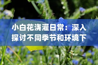 小白花浇灌日常：深入探讨不同季节和环境下的最佳灌溉方法和技巧