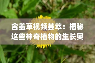 含羞草视频荟萃：揭秘这些神奇植物的生长奥秘 观察与记录，见证含羞草独特的自我保护机制