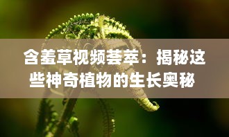 含羞草视频荟萃：揭秘这些神奇植物的生长奥秘 观察与记录，见证含羞草独特的自我保护机制