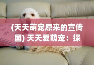 (天天萌宠原来的宣传图) 天天爱萌宠：探索宠物养护与深度陪伴幸福生活的全新视角