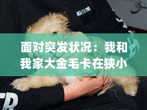 面对突发状况：我和我家大金毛卡在狭小空间内的自救心得与实践策略分享