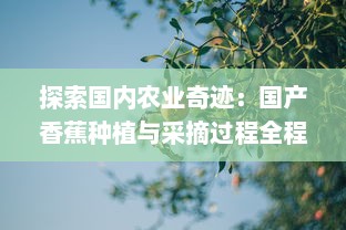 探索国内农业奇迹：国产香蕉种植与采摘过程全程实拍视频在线观看 v0.0.7下载