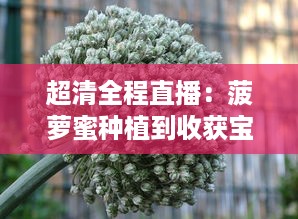 超清全程直播：菠萝蜜种植到收获宝典，菠萝蜜视频在线观看，让你身临其境体验热带风情