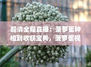 超清全程直播：菠萝蜜种植到收获宝典，菠萝蜜视频在线观看，让你身临其境体验热带风情 v1.4.6下载