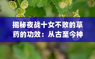 揭秘夜战十女不败的草药的功效：从古至今神秘的草药如何打造男性健康与活力的秘密武器