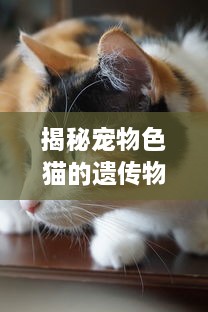 揭秘宠物色猫的遗传物理学，探寻生活之色彩的奥秘