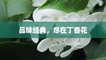 品味经典，尽在丁香花