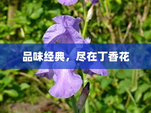 品味经典，尽在丁香花